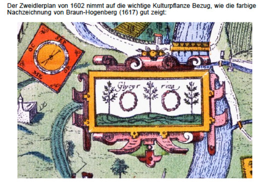 Zweidlerplan von Bamberg mit Süßholzkränzen