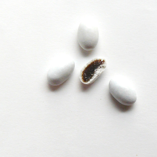 Mint coated liquorice marbels, dutch