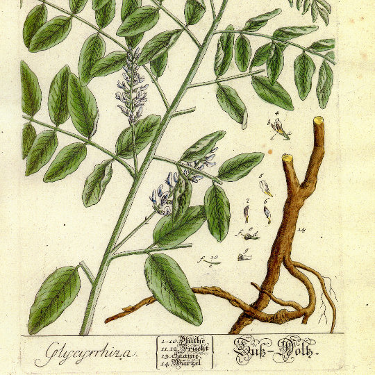 Botanische Zeichnung der Süßholzpflanze